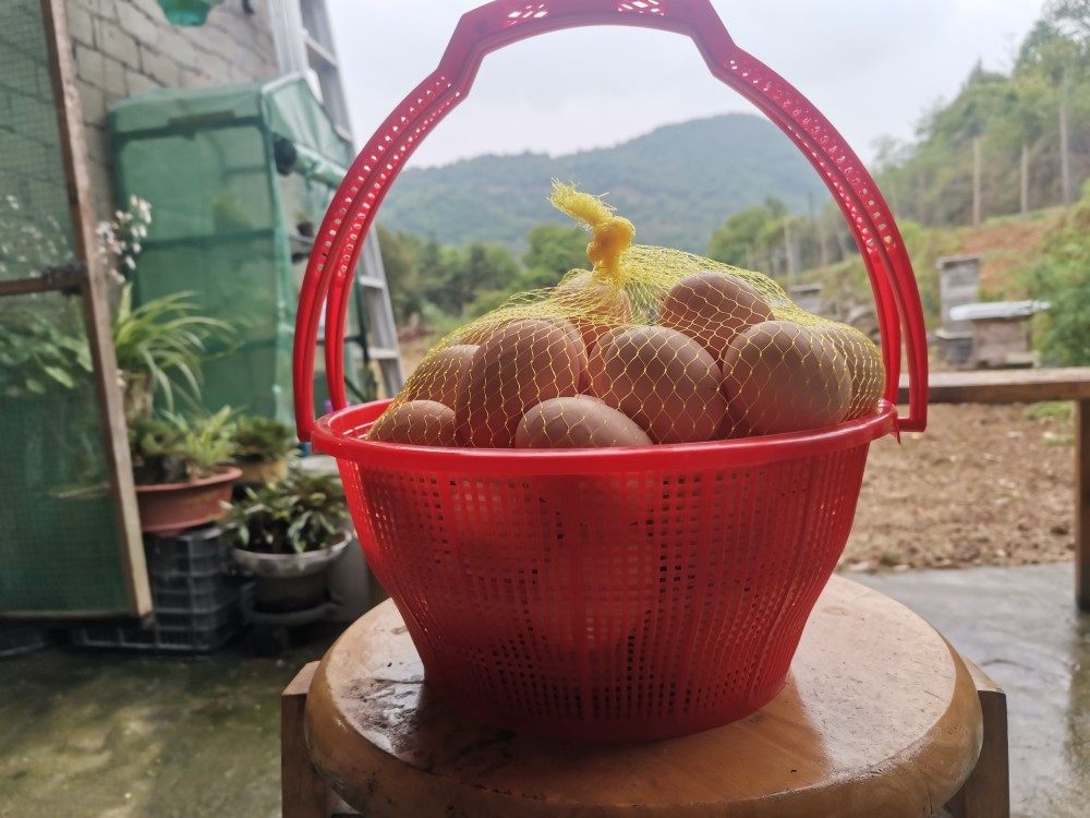 优质土鸡蛋飞鸡蛋山区放养散养50枚顺风包邮