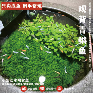 观背青鳉观赏鱼冷水淡水魔法鱼金鱼活体不打氧好养易活小型锦鲤