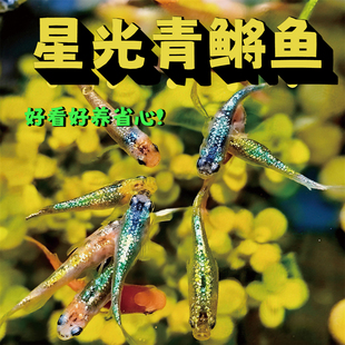 星光观背青鳉鱼不用加温观赏鱼热带鱼冷水鱼金鱼小型鱼孔雀鱼好养