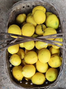 四川天然土柠檬无农药新鲜有机健康孕妇水果青黄柠檬5斤榨汁泡水