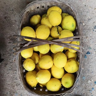 四川天然土柠檬无农药新鲜有机健康孕妇水果青黄柠檬5斤榨汁泡水