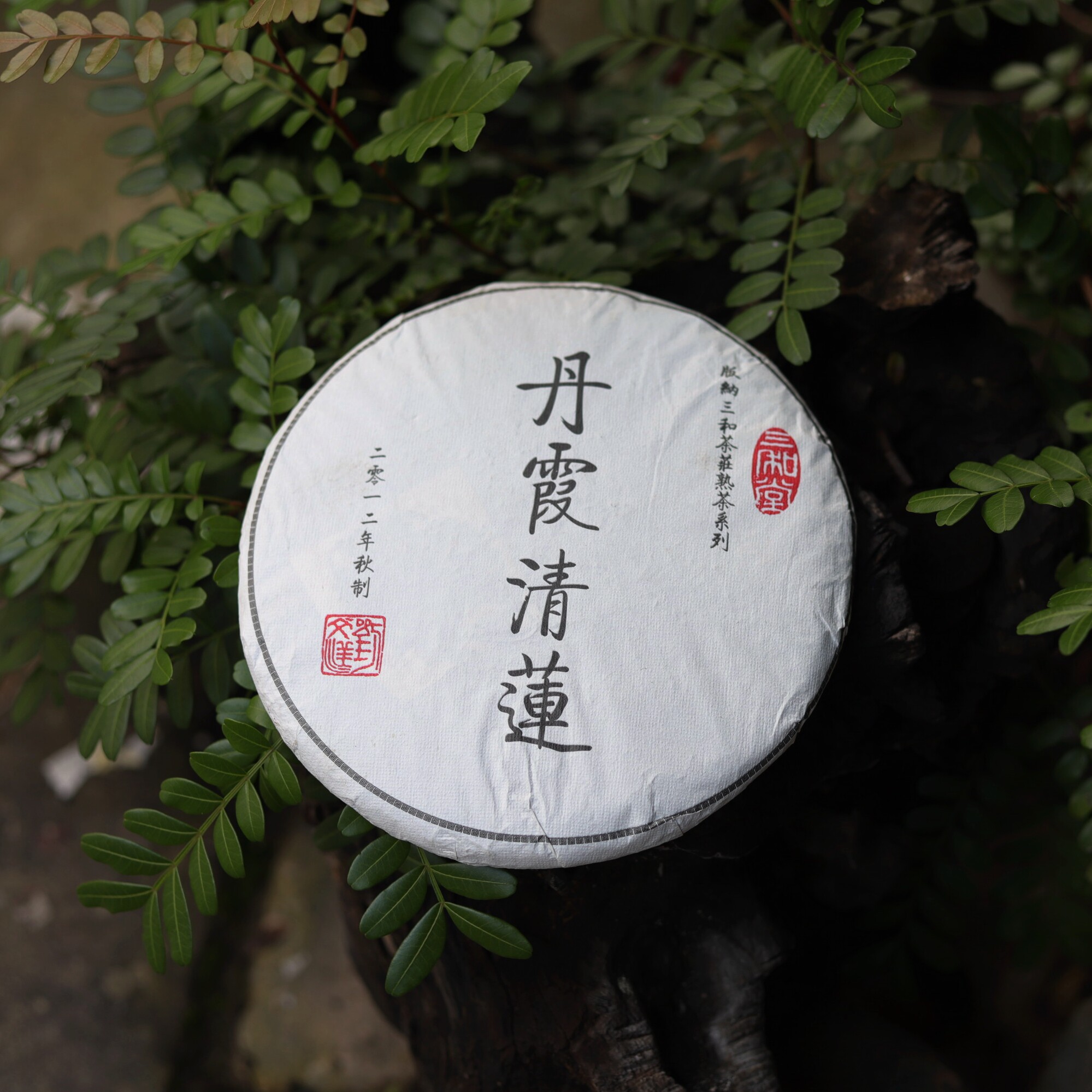 澜沧普洱勐海澜沧景迈乔木熟饼