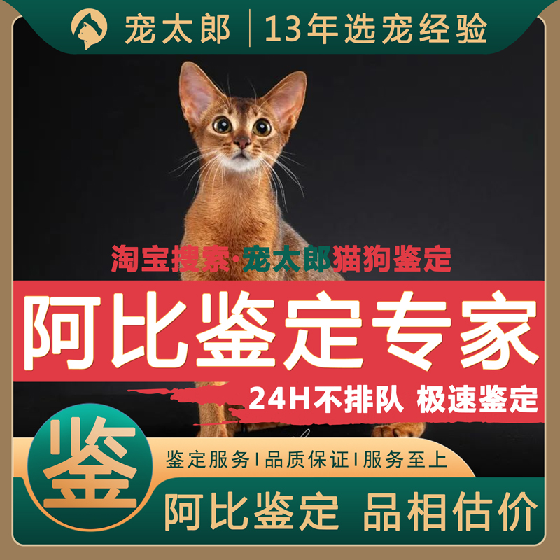 鉴阿比1V1┃不推销活体┃包准