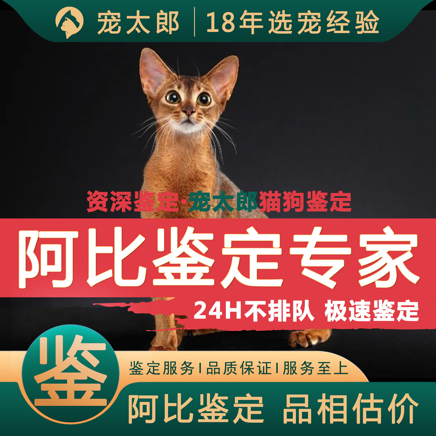 阿比西尼亚猫鉴定师咨询猫品相品种鉴定估价原始色小鹿色阿比鉴定