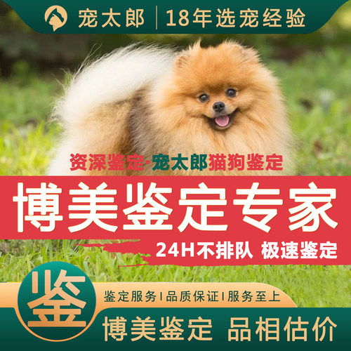 鉴博美1V1┃不推销活体┃包准