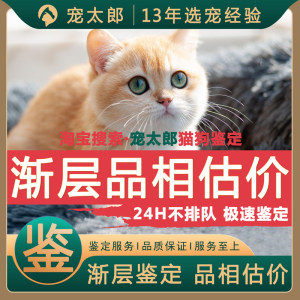 金渐层鉴定猫蓝金渐层猫鉴定品相鉴定猫咪品种鉴定蓝金紫金鉴别猫