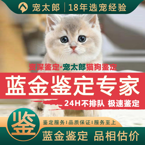 鉴蓝金1V1┃不推销活体┃包准