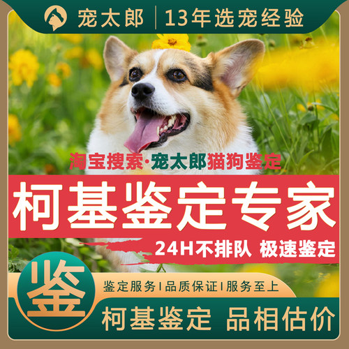 鉴柯基1V1┃不推销活体┃包准