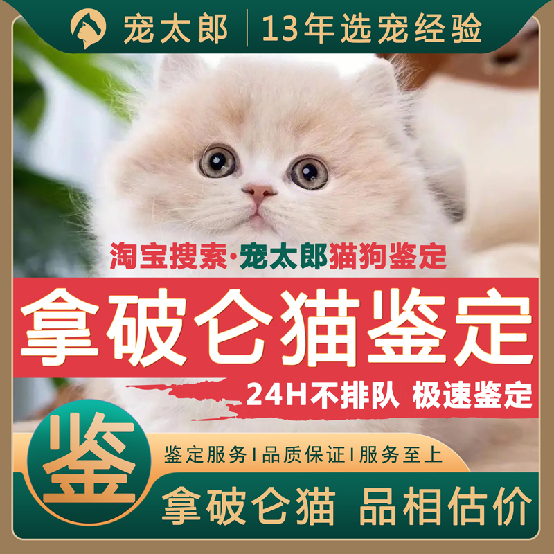 鉴拿破仑┃不推销活体┃包准