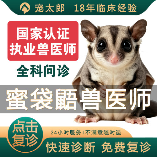 蜜袋鼯宠物医生在线问诊24小时异宠兽医蜜袋鼯问诊异宠医生蜜袋鼯