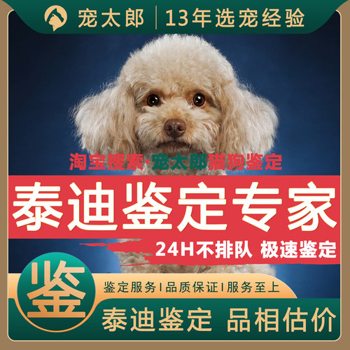 鉴泰迪1V1┃不推销活体┃包准