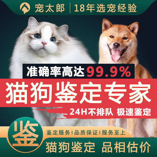宠物鉴定猫鉴定狗宠物鉴别看狗看猫咨询宠物狗狗鉴定猫咪品相鉴定