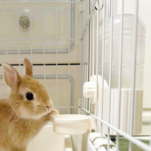 兔子不湿嘴大容量饮水器