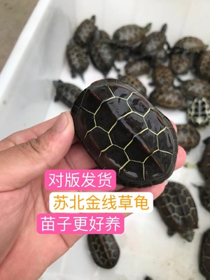 正宗苏北金线草龟冷水宠物龟活体中华乌龟正常发货