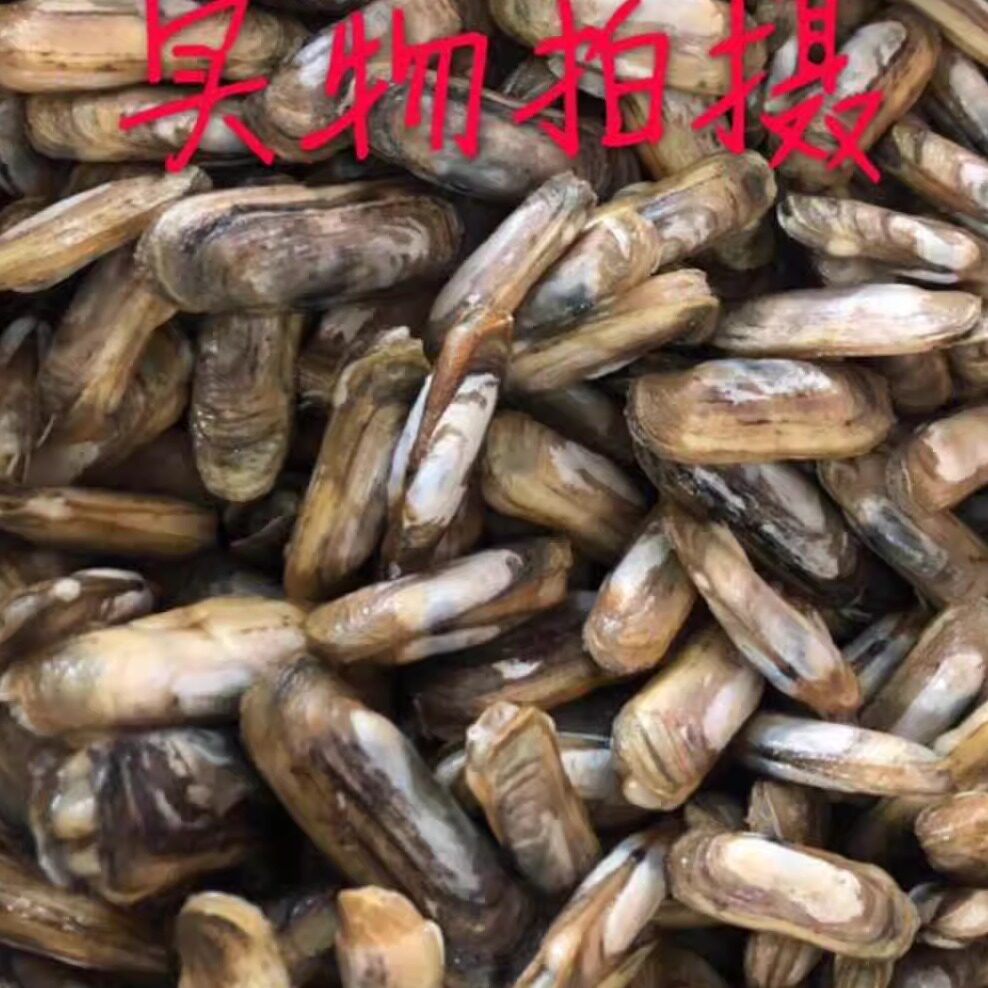 蛏子鲜活新鲜 无沙野生蛏贝类海鲜水产500g大蛏子活体现挖即食
