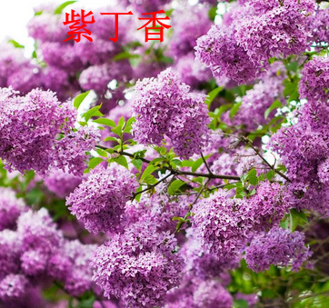 工程绿化苗木丁香庭院植物丁香树苗紫丁香苗别墅苗木丁香大苗