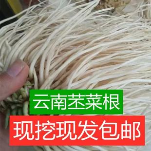 佤味苤菜根新鲜苤菜根佤味鸡爪下饭菜牛皮菜根大韭菜根炒肉炖汤