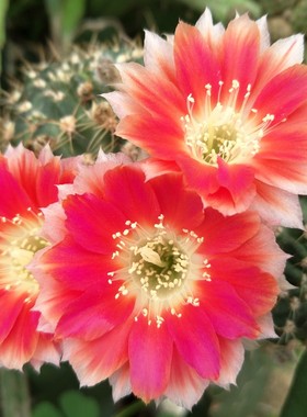 美花丽花球类  红色爱丽丝（Red Iris）丽花球