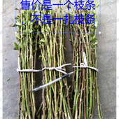 起才发货 木麒麟 纯货款 满20元 叶仙 人掌扦插用无根小枝条