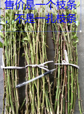 木麒麟 叶仙 人掌扦插用无根小枝条（纯货款满20元起才发货）