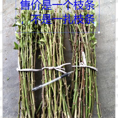 木麒麟 叶仙 人掌扦插用无根小枝条（纯货款满20元起才发货）
