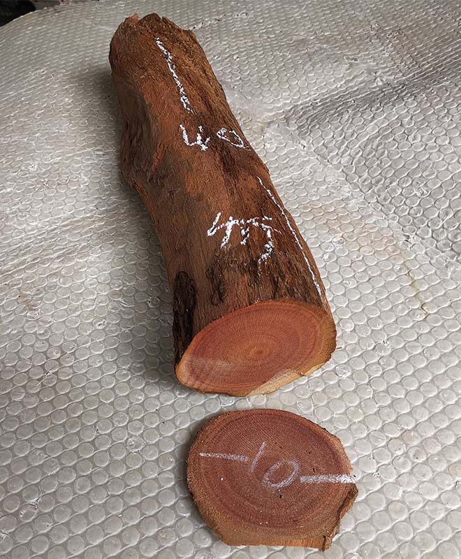 千年红香樟根块 防虫防蛀  杀菌去异味  桌面摆件 朽根实物一对一