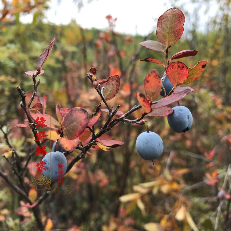 大兴安岭新货野生蓝莓鲜果 嘟柿 可打汁 做酒 酵素果酱 500克包邮