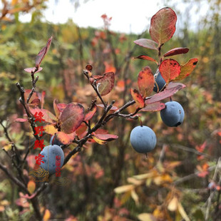 大兴安岭新货野生蓝莓鲜果 嘟柿 可打汁 做酒 酵素果酱 500克包邮