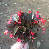 包邮 四季 带花发货室内盆栽秋海棠 玻璃翠重瓣丽格海棠 开花海棠