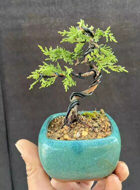 济州真柏盆景日本微型系鱼川真柏苗小品纪州真柏盆景盆栽绿植造型