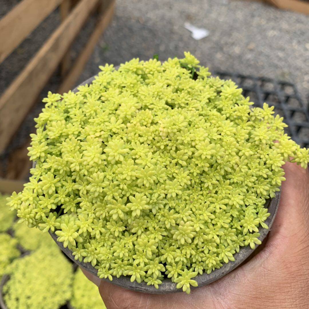 多肉植物黄金草护盆草黄金万年草 组合盆栽 新手绿植薄雪万年草