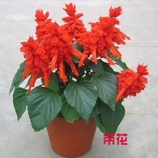 小蜗牛花卉一串红草花阳台四季