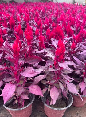 凤尾鸡冠花盆栽带花阳台庭院耐热耐晒草花绿植花卉绿化工程苗火炬