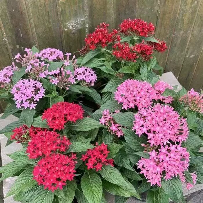 五星花盆栽花苗繁星花带花发货阳台庭院植物开花不断耐热花卉包邮