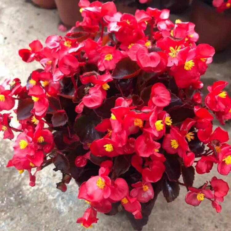 四季海棠丽格海棠花开花盆栽室内庭院秋海棠带花苞玻璃翠大花重瓣