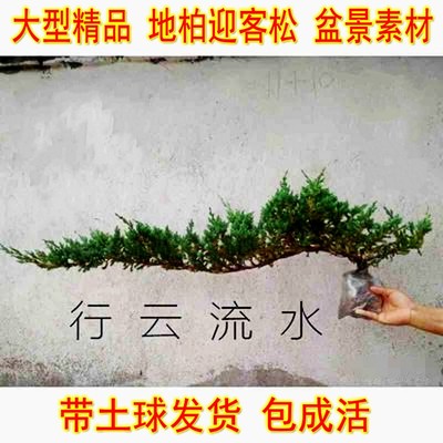 地柏迎客松盆景盆栽庭院