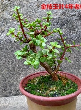常绿肉质灌木雅乐之舞马齿苋植物