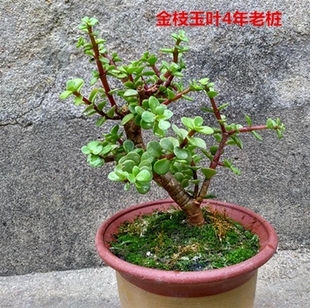 多年生常绿肉质灌木金枝玉叶雅乐之舞盆栽马齿苋树苗植物