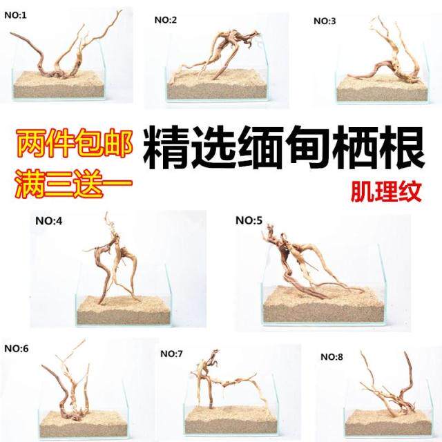 精选缅甸栖根杜鹃根鱼缸造景装饰莫斯树空气凤梨水陆缸两件包邮