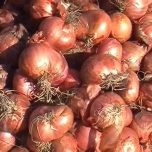 毛葱东北包邮 2025小 新鲜红皮毛葱鬼子葱挑选大个头一份5斤包邮