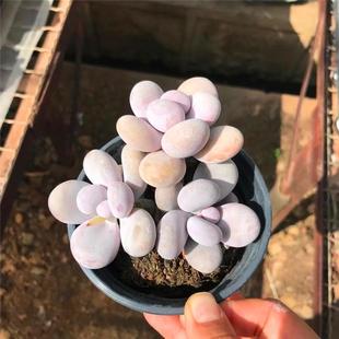 樱花奶酪 奶酪 文斯通奶酪 多肉植物 无科技 一物一拍 正版