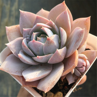 木樨甜心 多肉植物 原始种 一物一拍 大棚直销绿植盆栽迷你办公室