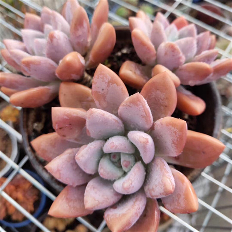 奥普琳娜马卡龙色一物一拍绿植