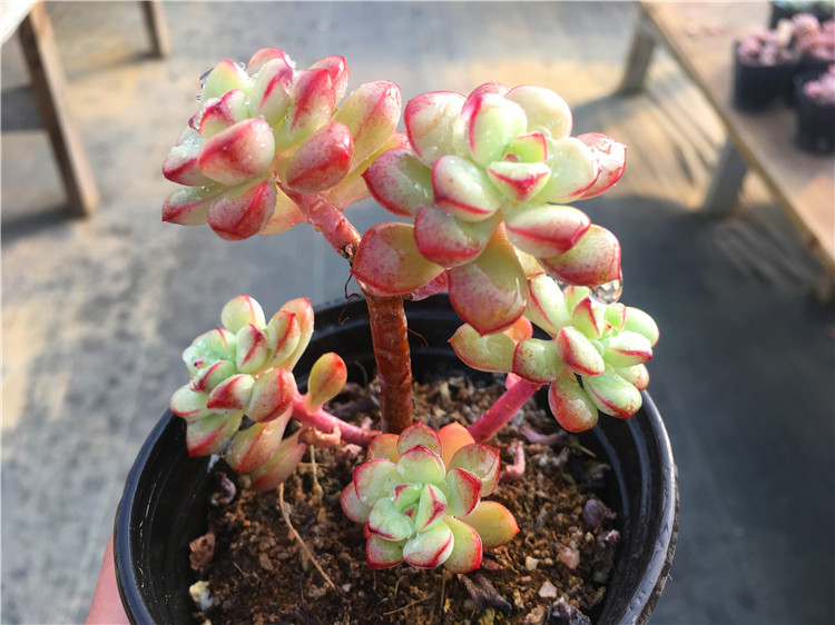 一物一拍 探戈 小老庄群生 非酥皮鸭 艾格尼丝玫瑰 多肉植物 绿植