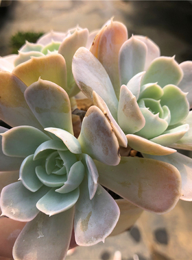 圣卡洛斯 粉鲁氏 皱叶鲁氏石莲 鲁氏石莲杂交变种 皮实耐露养