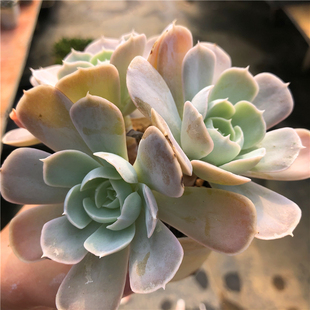 圣卡洛斯 粉鲁氏 皱叶鲁氏石莲 鲁氏石莲杂交变种 皮实耐露养