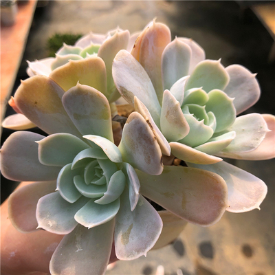 念念时光圣卡洛斯好养好看