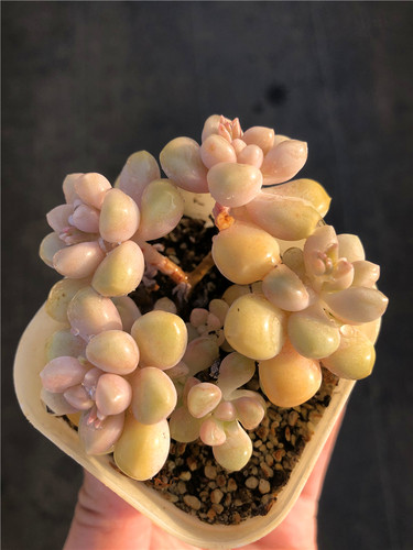 丸叶姬秋丽群生小老庄绿植满包邮