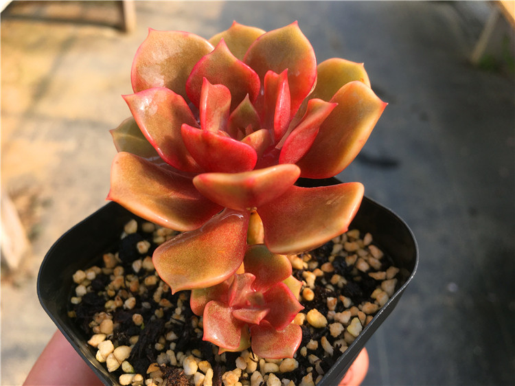 【大红袍】多肉植物 一物一拍  稀少罕见 老庄多头群生 大棚直销