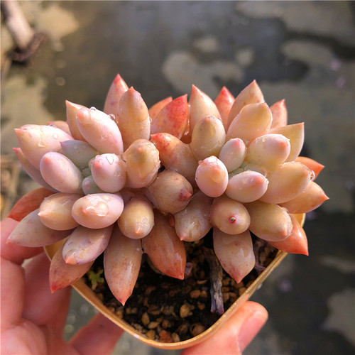 一物一拍所罗门非红蜻蜓车厘子